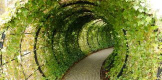 Алнік: унікальний сад, кожна рослина якого хоче вбити вас