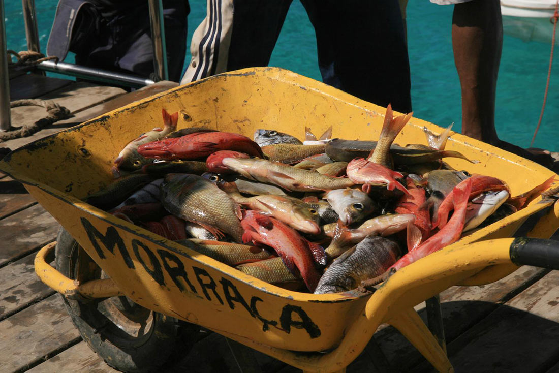 Улов свіжої риби у містечку Санта Марія на острові Сал