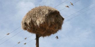 Сложно поверить, но это не стог сена на столбе, а настоящее чудо природы