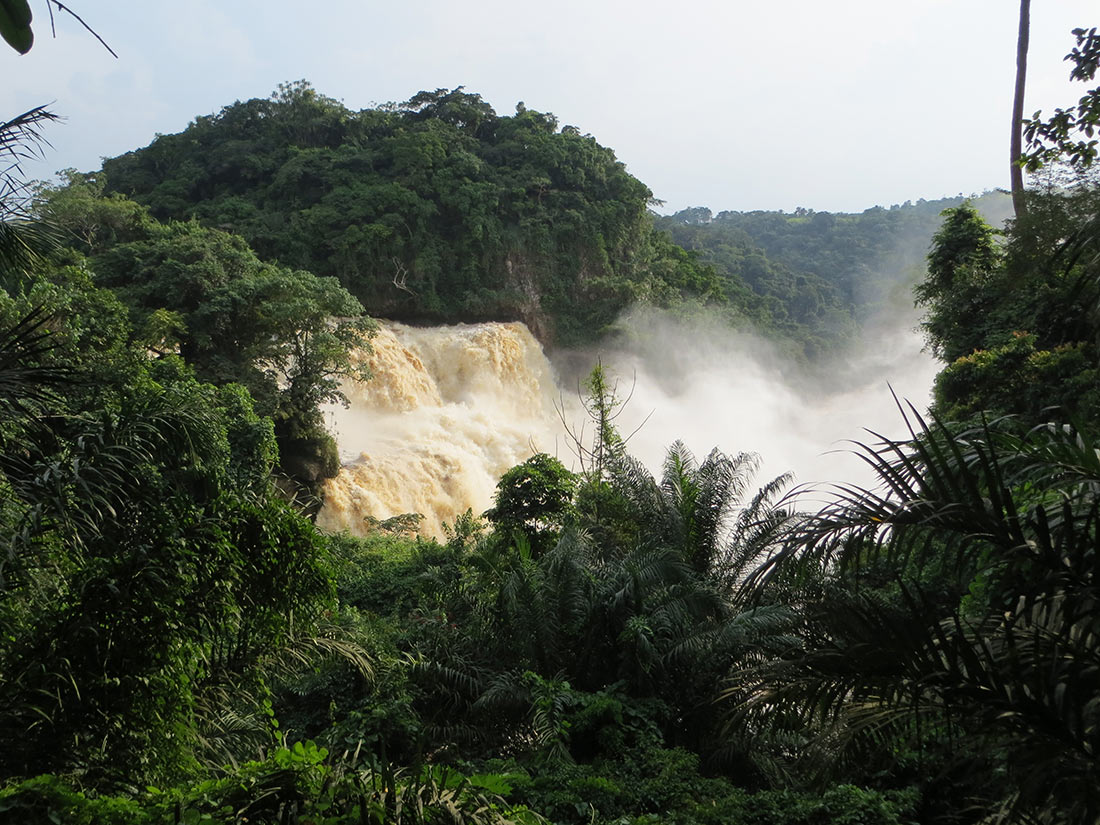 Тропічні ліси Конго